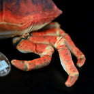 Detailed view of the brown crab plush toy’s legs, showing its soft texture and vibrant patterns