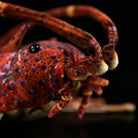 Close-up of Japanese spiny lobster plush toy’s intricate antennae and vibrant shell details