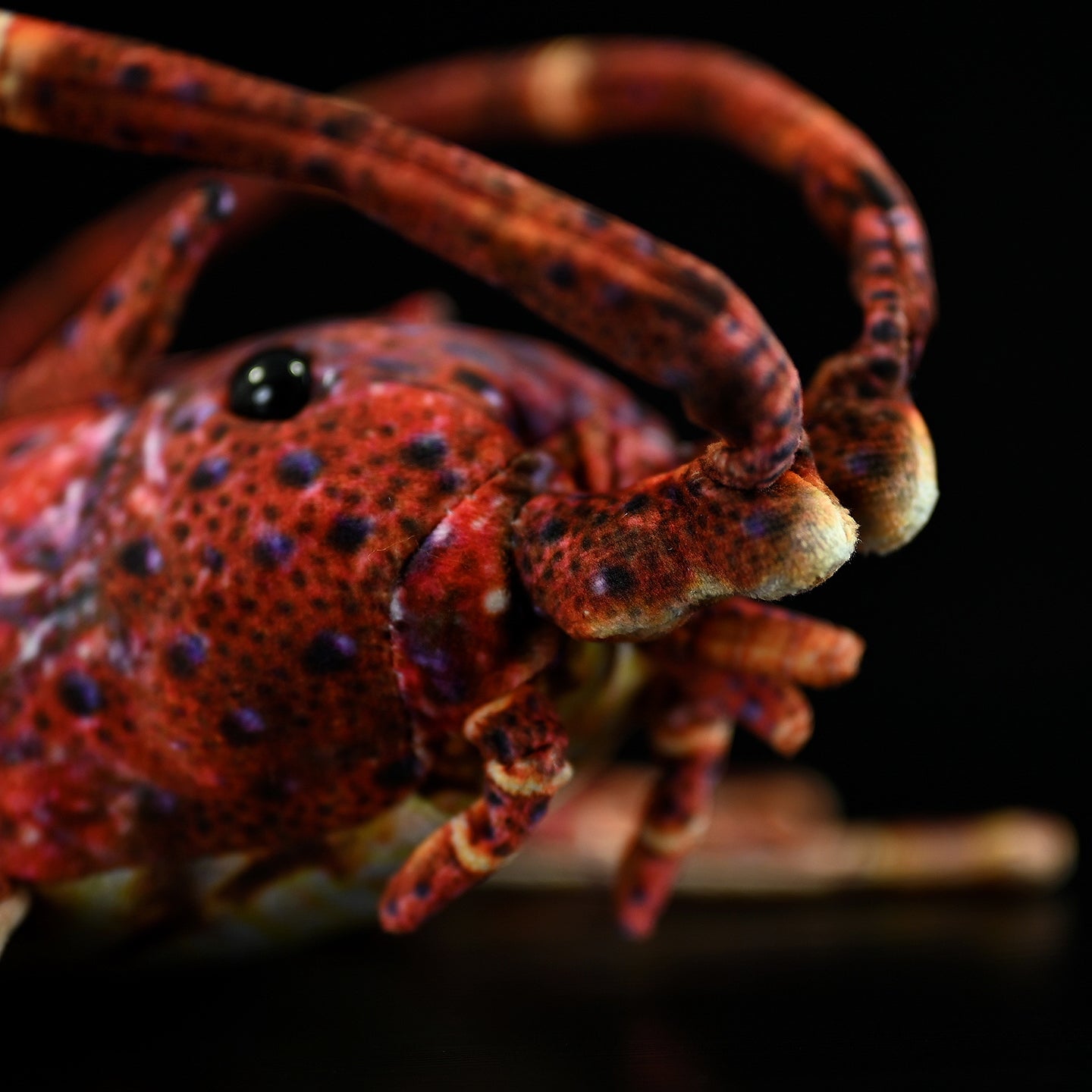 Close-up of Japanese spiny lobster plush toy’s intricate antennae and vibrant shell details