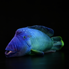 Realistic Humphead Wrasse Fish Plush Toy – Soft and Lifelike