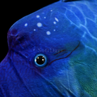 Realistic Humphead Wrasse Fish Plush Toy – Soft and Lifelike