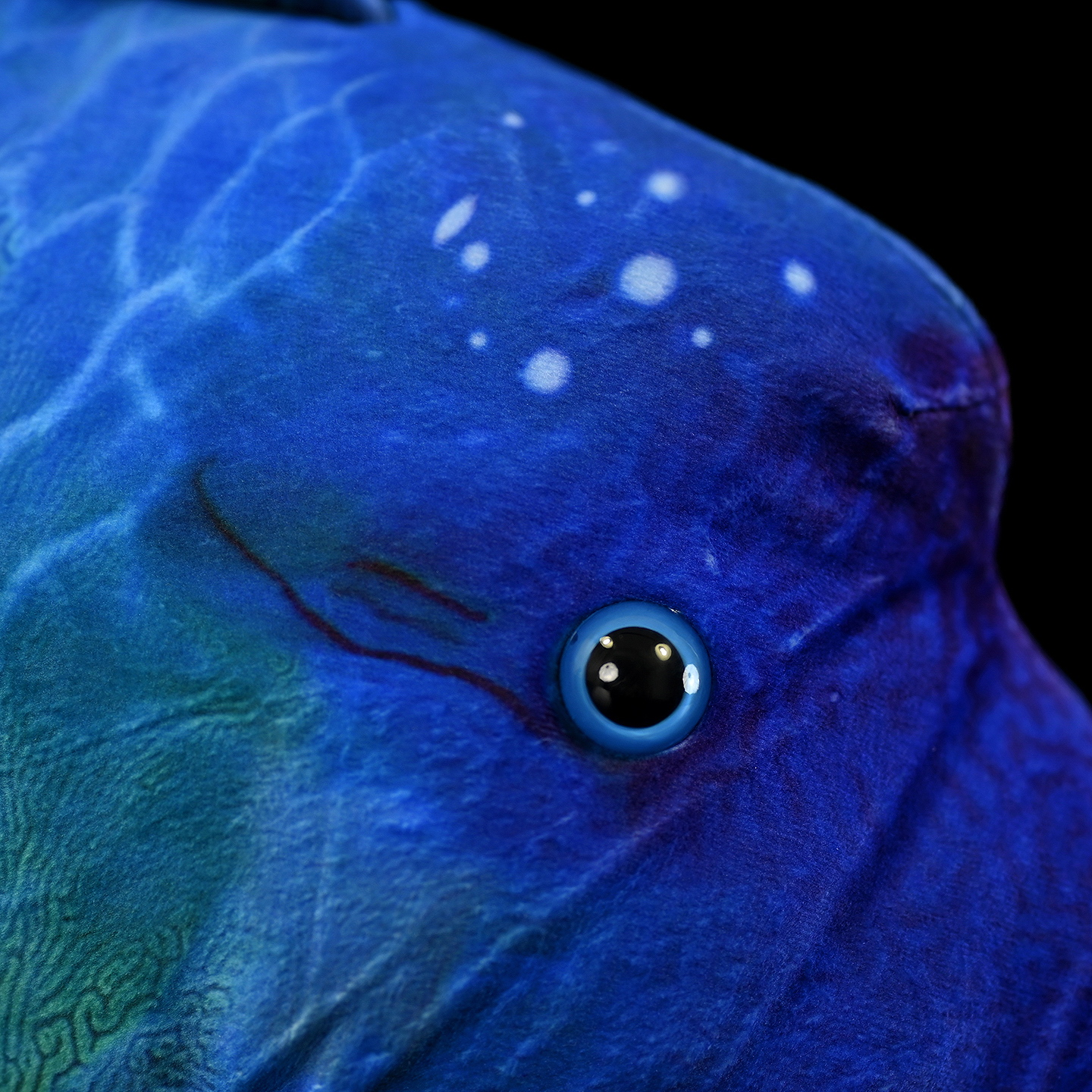 Close-up of Humphead Wrasse plush eye, showcasing lifelike marine toy features with vibrant colors