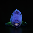 Front view of Humphead Wrasse plush toy with detailed mouth and unique hump, perfect for marine life enthusiasts
