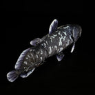 Top-back angle of Latimeria coelacanth plush, showing lifelike dorsal fin and deep-sea creature design