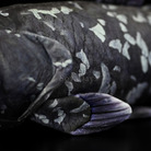 Lifelike Latimeria Fish Plush – Soft and Prehistoric Deep-Sea Treasure