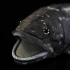 Close-up of Latimeria coelacanth plush head, showcasing realistic fish eyes and open mouth details