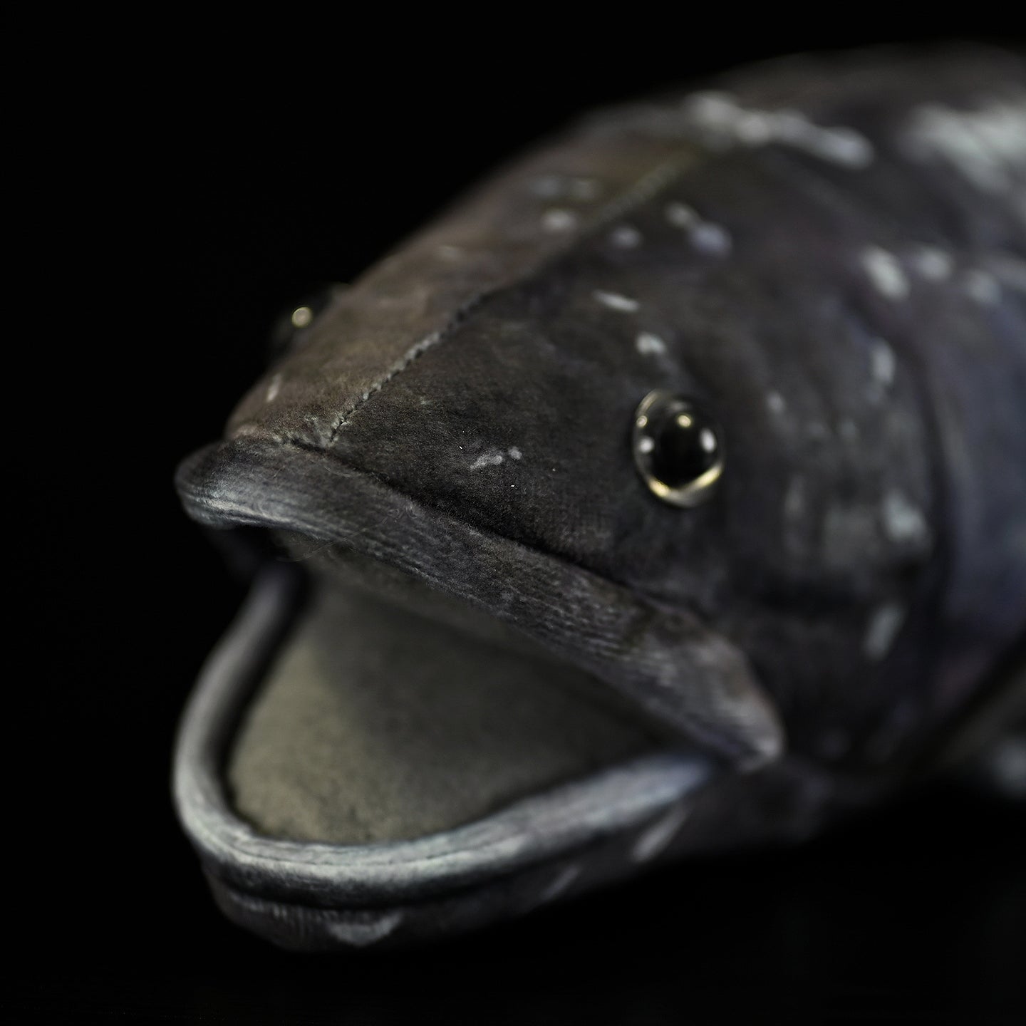 Close-up of Latimeria coelacanth plush head, showcasing realistic fish eyes and open mouth details