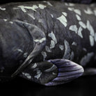 Detailed close-up of Latimeria coelacanth plush body texture, featuring realistic scales and fin design