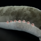 Realistic Sea Lamprey Fish Soft Stuffed Plush Toy – Unique and Perfect for Ocean Lovers