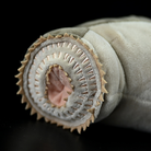 Realistic Sea Lamprey Fish Soft Stuffed Plush Toy – Unique and Perfect for Ocean Lovers