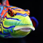 Detailed shot of the Mandarinfish Plush's mouth and expressive eyes, perfect for marine lovers