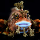 Close-up of Japanese Warbonnet Fringed Blenny plush by SoftDaysLab, featuring lifelike head details
