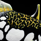 Close-up of the Clown Triggerfish plush's patterned body by SoftDaysLab®, showing its lifelike leopard design