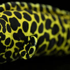 SoftDaysLab® Honeycomb Moray Plush body detail, highlighting its vibrant black and yellow ocean-inspired pattern