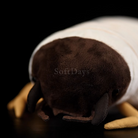 Realistic White Grub Plush Toy – Lifelike, Soft and Perfect for Bug Lovers