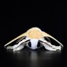 Realistic Domestic Silk Moth Plush Toy – Soft, Lifelike, and Perfect for Nature Lovers 