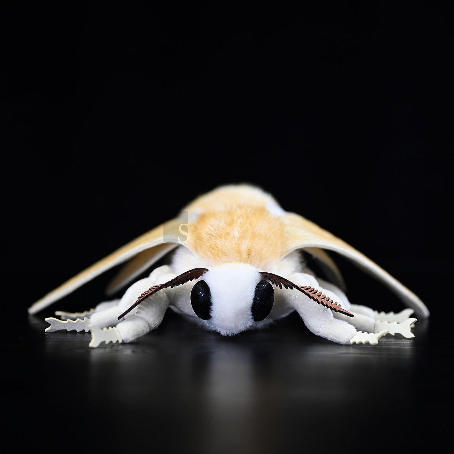 Front view of Domestic Silk Moth plush showcasing lifelike black eyes and detailed antennae by SoftDaysLab
