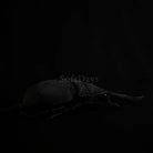 Side profile of Prosopocoilus confucius beetle plush with a soft, realistic black exoskeleton