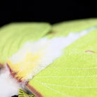 Close-up of the soft and furry body of the Luna Moth Plush, highlighting its realistic texture