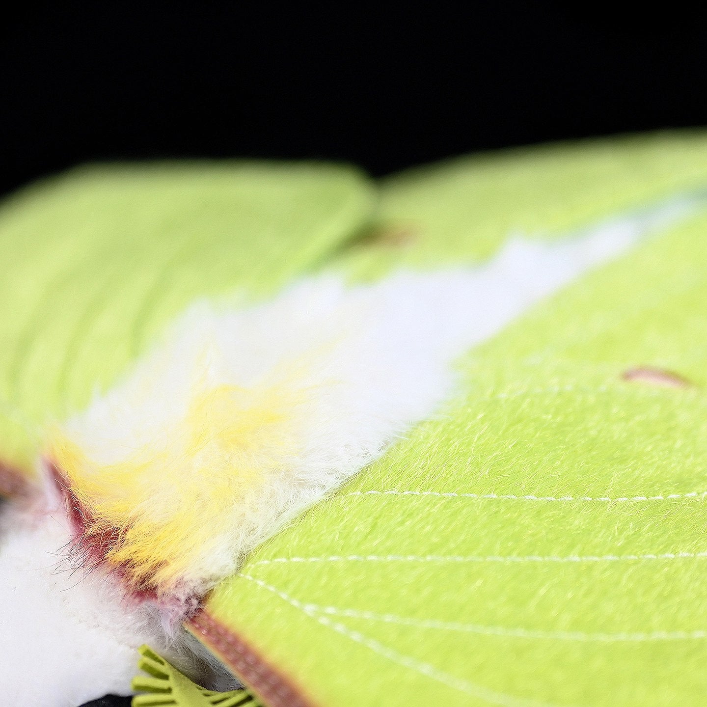 Close-up of the soft and furry body of the Luna Moth Plush, highlighting its realistic texture