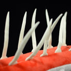 Close-up of the Hallucigenia plush toy’s spines, showcasing its detailed and realistic prehistoric design