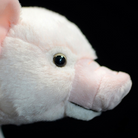 Detailed view of the plush pig’s face, highlighting lifelike eyes and adorable snout