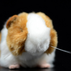 Guinea Pig Soft Stuffed Plush Toy – Lifelike and Adorable
