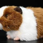 Close-up of a brown and white guinea pig plush toy's face, showing cute and lifelike features by SoftDaysLab