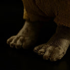 Close-up of the detailed paws of a realistic capybara plush toy with a soft texture