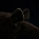 Close-up of lifelike SoftDaysLab® otter plush’s feet, showcasing soft fabric and careful stitching