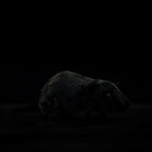 Black rat plush toy side profile showcasing lifelike fur texture by SoftDaysLab. Perfect for collectors
