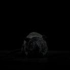 Front view of a realistic black rat plush toy, ideal for animal enthusiasts and gift options