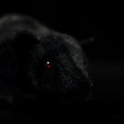 Close-up of black rat plush head, showcasing intricate details like its soft ears and shiny eyes by SoftDaysLab