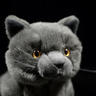 Close-up of British Blue Shorthair plush toy’s face, featuring lifelike eyes and a soft, plush texture