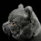 Side profile close-up of British Blue Shorthair plush toy’s head, showing realistic fur and ears