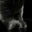 Close-up of the paw of a British Blue Shorthair plush, highlighting its soft, detailed fur texture