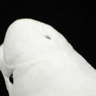 Close-up of the beluga whale plush toy's rounded forehead and detailed craftsmanship