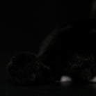 Close-up of the Tuxedo Cat plush toy’s fluffy tail, showcasing its soft texture and lifelike design