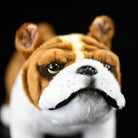 Close-up of a plush English Bulldog’s face, showing detailed wrinkles and adorable expression by SoftDaysLab