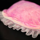Close-up of Kimberella plush frills, showcasing soft, pink translucent detailing for prehistoric accuracy