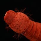 Ottoia Plush – Soft Stuffed Prehistoric Burrowing Worm Toy