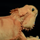 Lifelike Central Bearded Dragon Lizard Plush Toy – Soft and Adorable