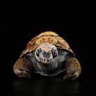 Front view of lifelike Galápagos giant tortoise plush, showcasing its realistic features and intricate craftsmanship