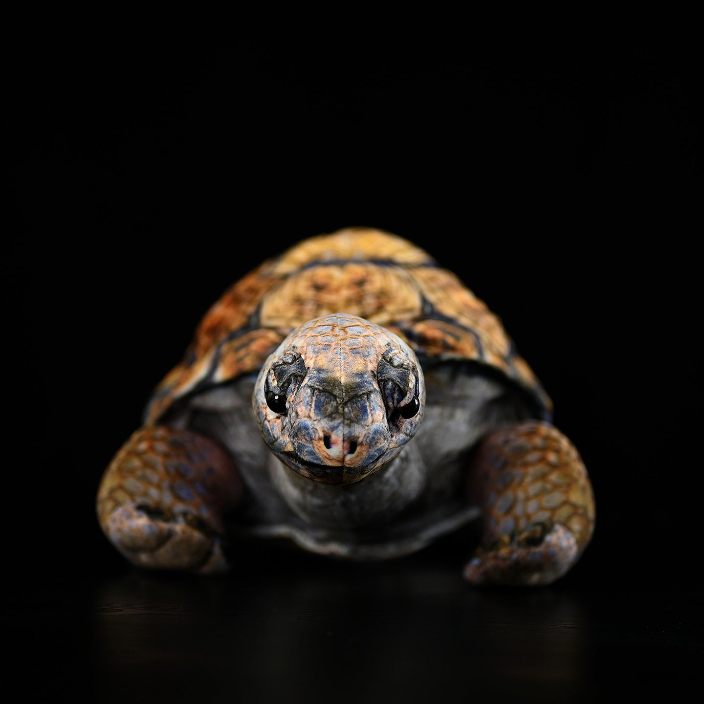 Front view of lifelike Galápagos giant tortoise plush, showcasing its realistic features and intricate craftsmanship