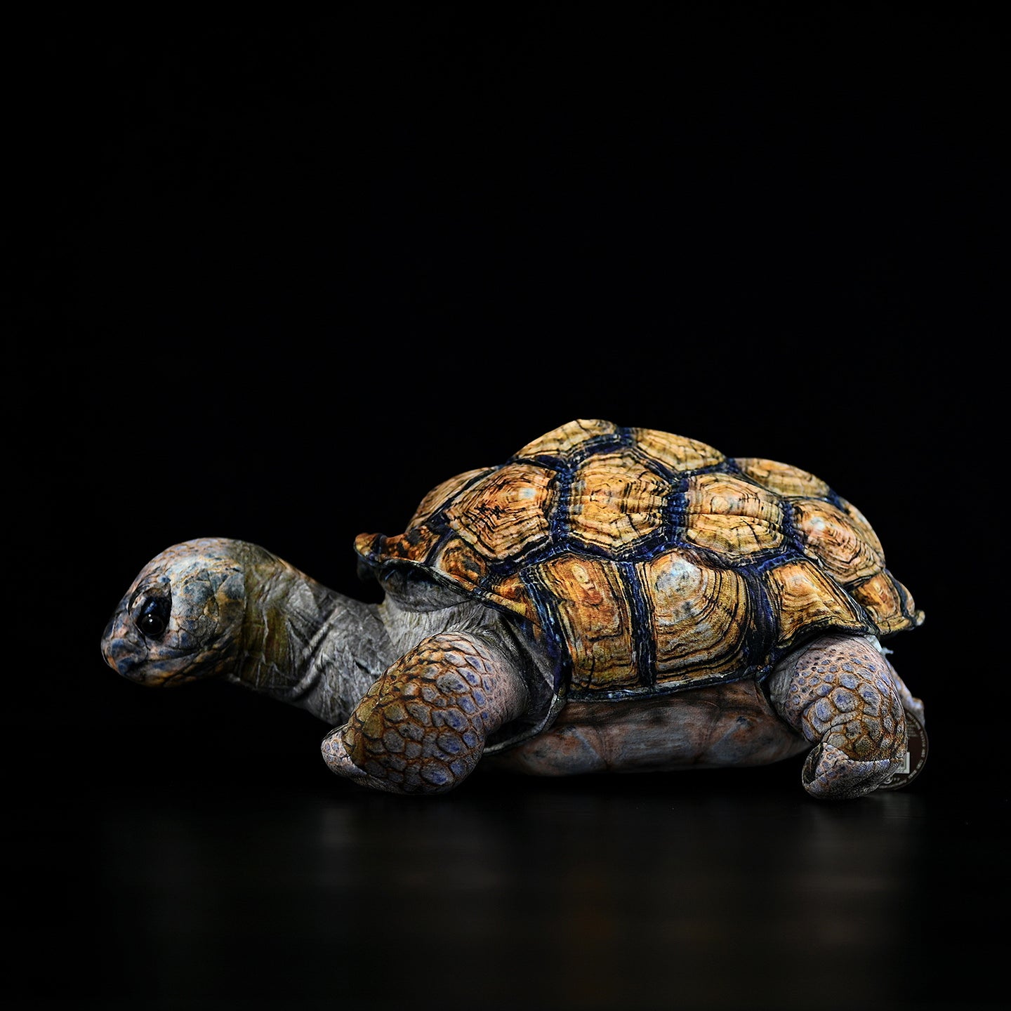 Side profile of Galápagos giant tortoise plush, highlighting its detailed shell and lifelike design for collectors