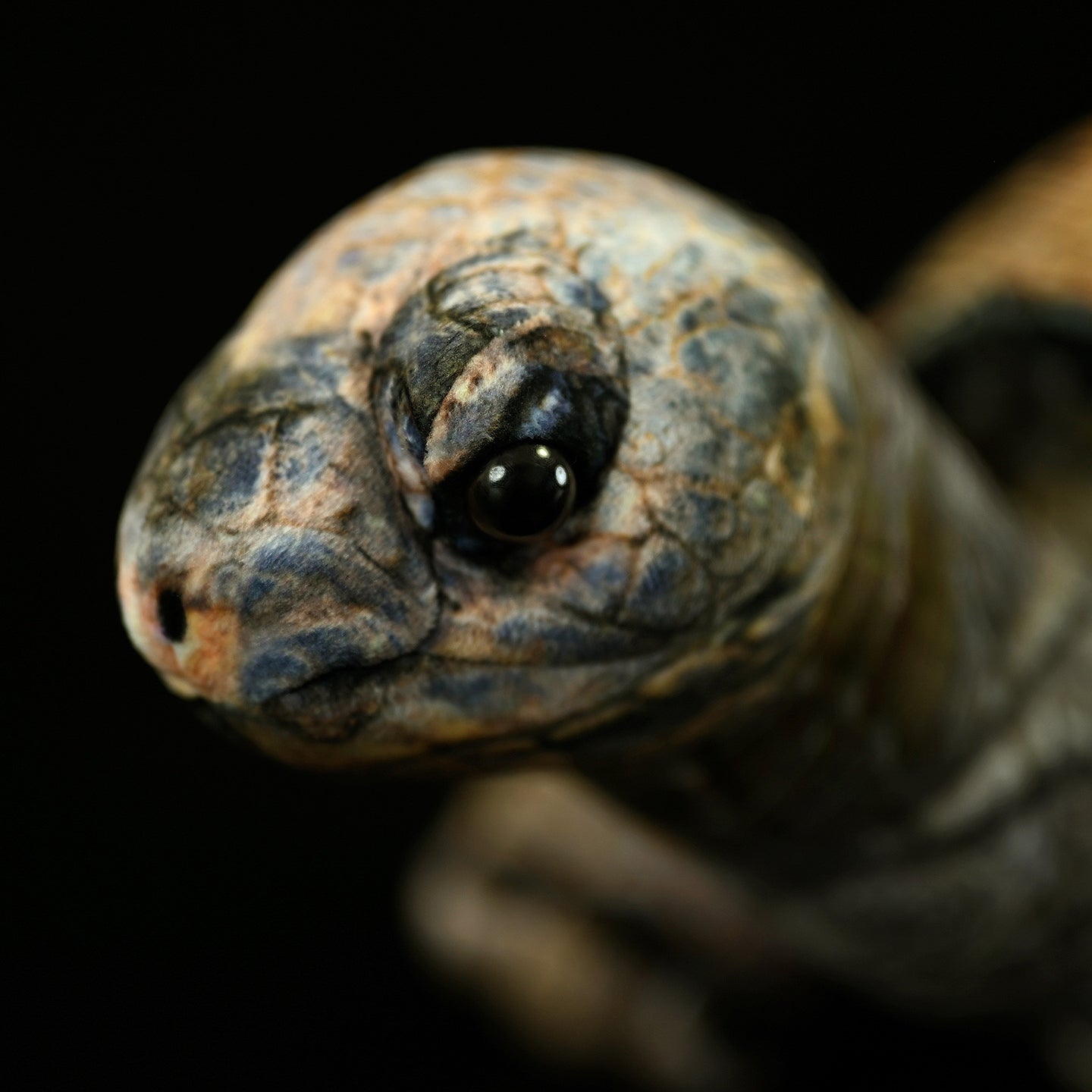 Close-up of Galápagos giant tortoise plush face, featuring lifelike eyes and detailed facial textures
