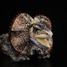 Close-up of a frilled neck lizard plush head, showcasing its lifelike eyes, textured skin, and vibrant frill design
