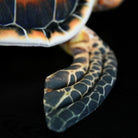 Close-up of plush flipper with realistic Hawksbill Sea Turtle texture for marine animal enthusiasts
