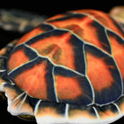 Detailed close-up of Hawksbill Sea Turtle plush shell with vibrant amber and black patterns