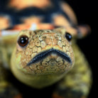 Close-up of Sulcata Tortoise plush head, showcasing detailed facial features and lifelike textures